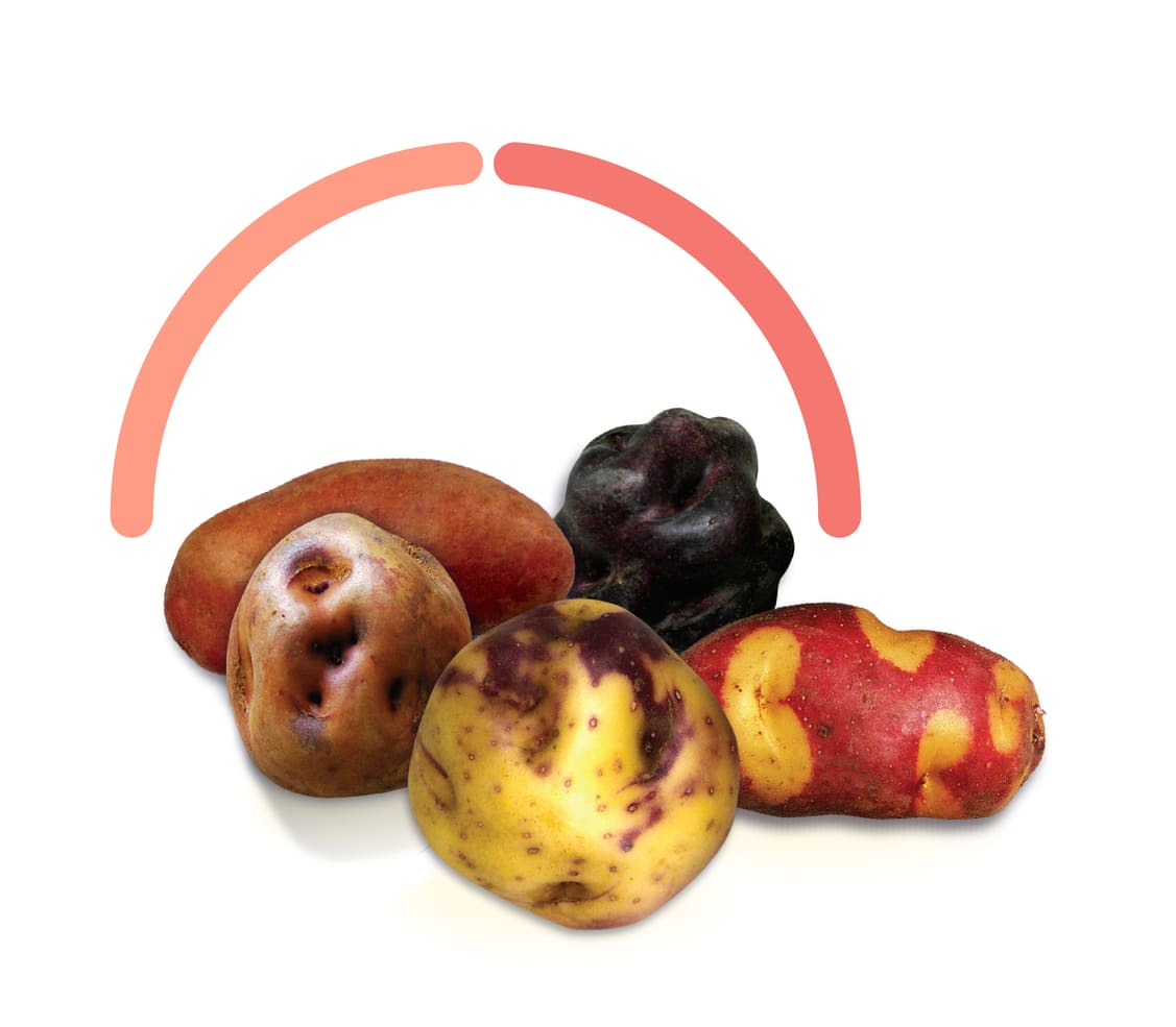 Grupo de papas nativas