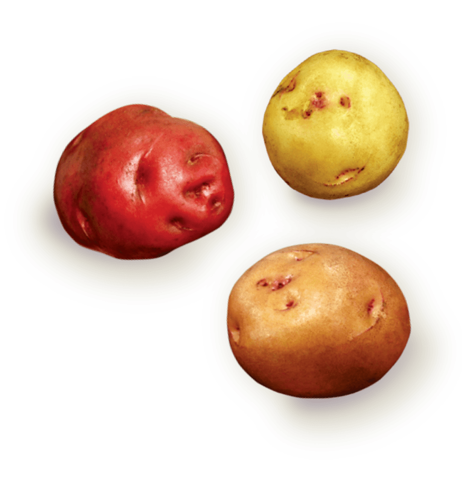 Papas nativas