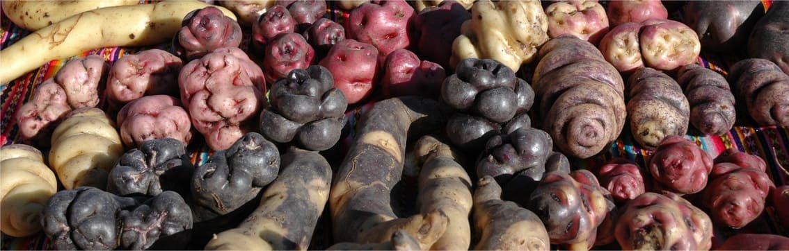 Papas nativas